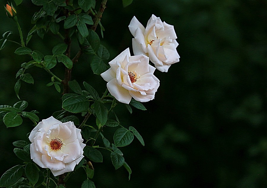 《不老松：纪实摄影》春莭给大家发点漂亮的花片：月季3