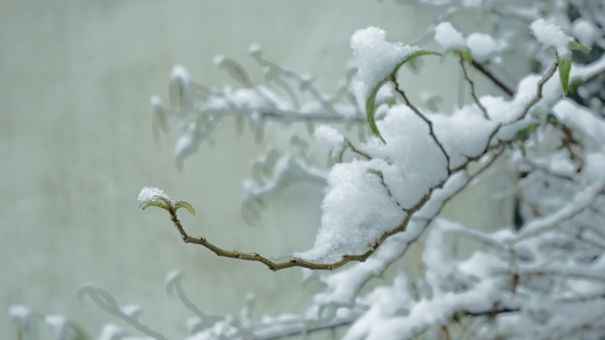 2024年成都第一场雪