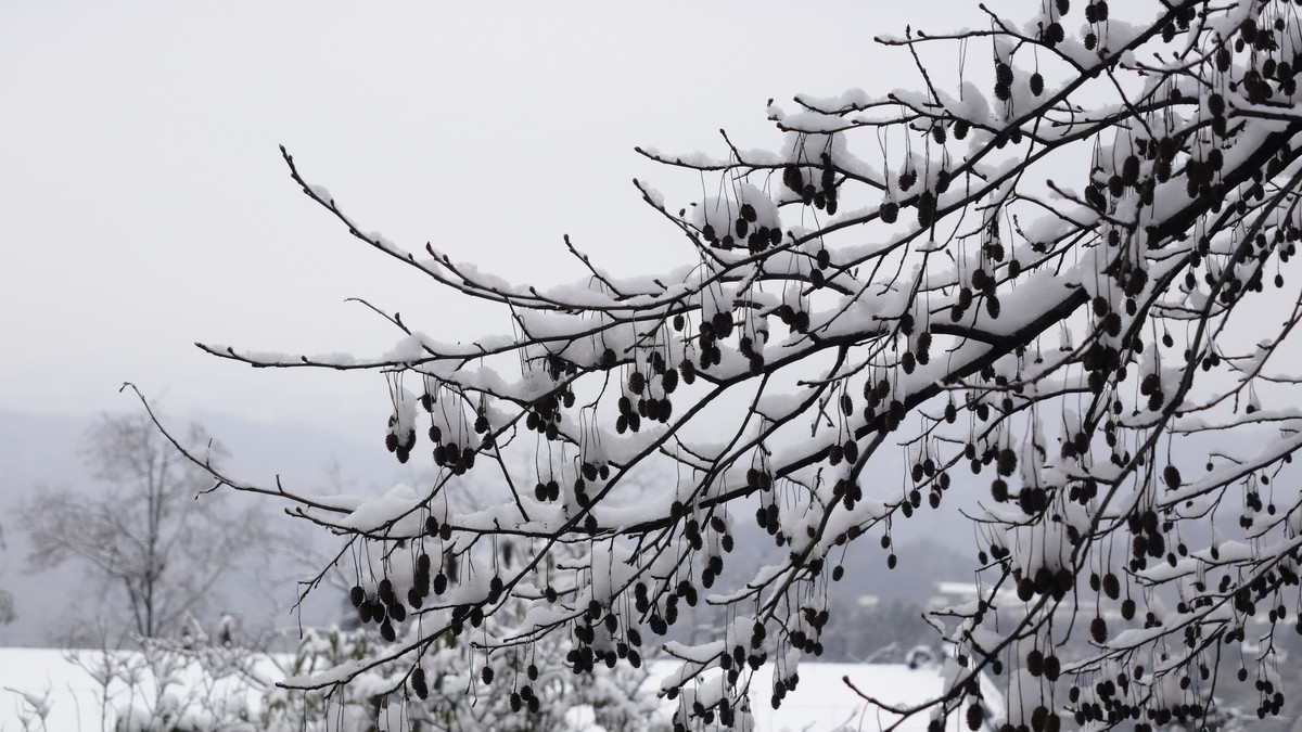 2024年成都第一场雪