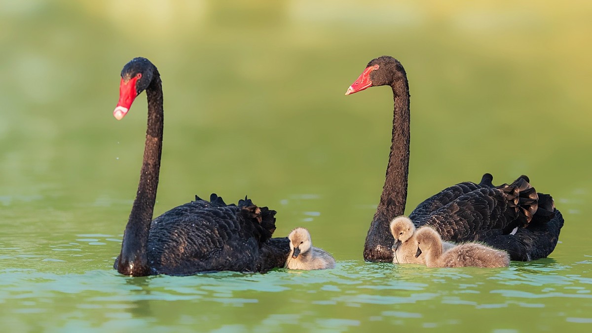 相亲相爱的一家