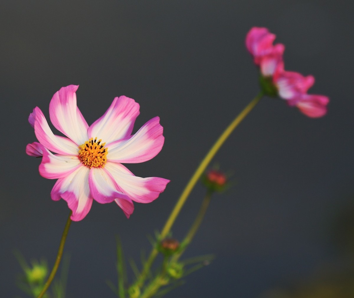 7D2是个好机器啊！