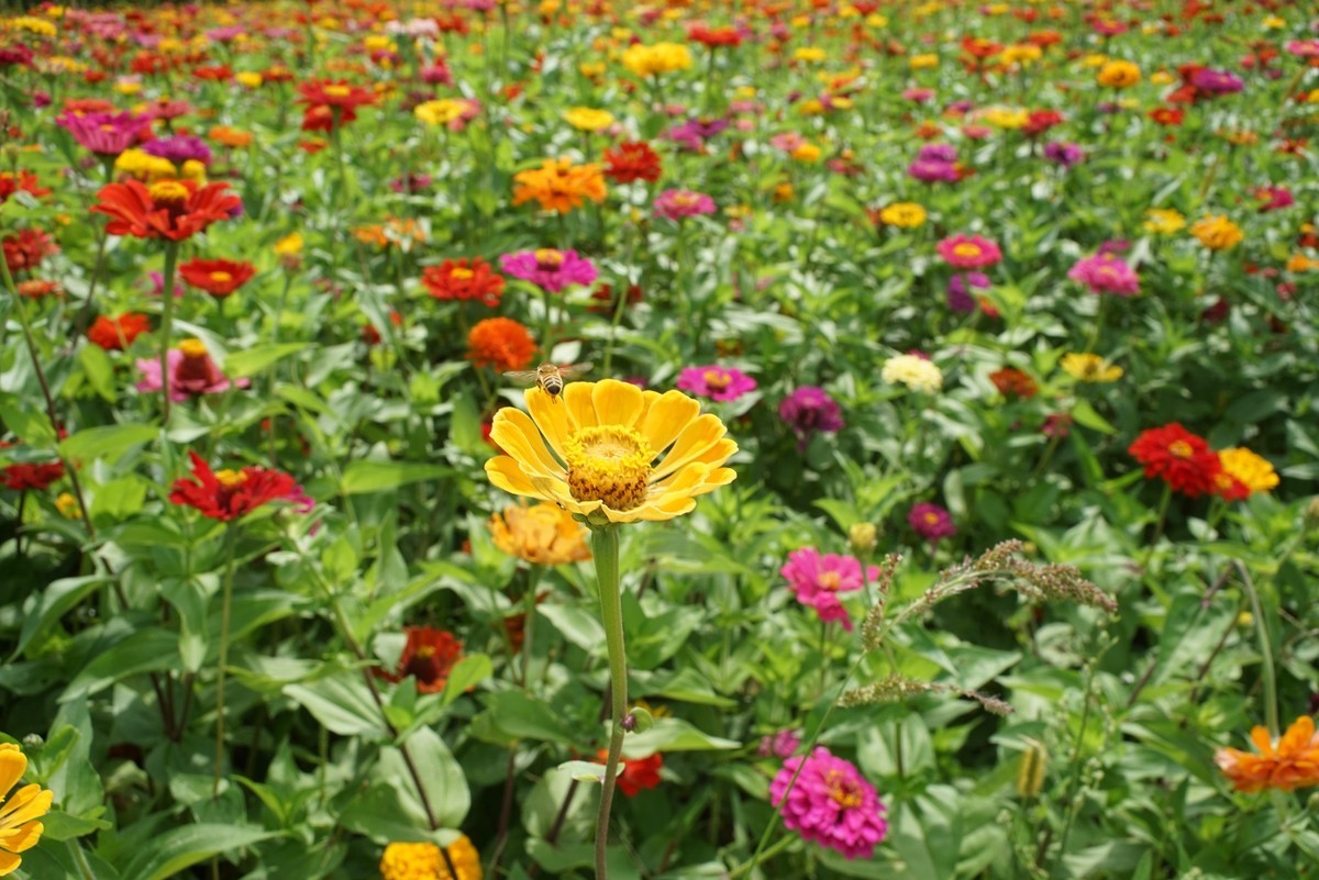 花开在秋季（一）