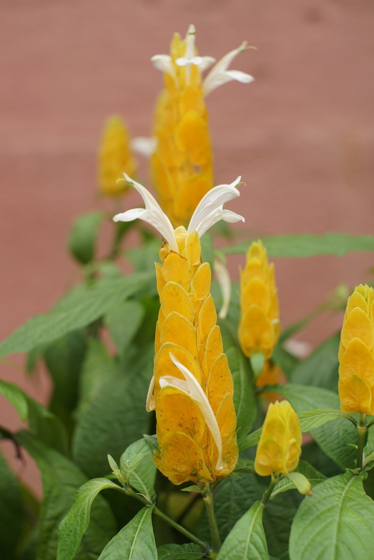 花开在秋季（一）