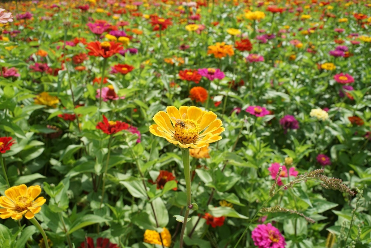 花开在秋季（一）