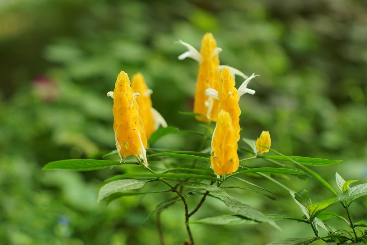 花开在秋季（一）