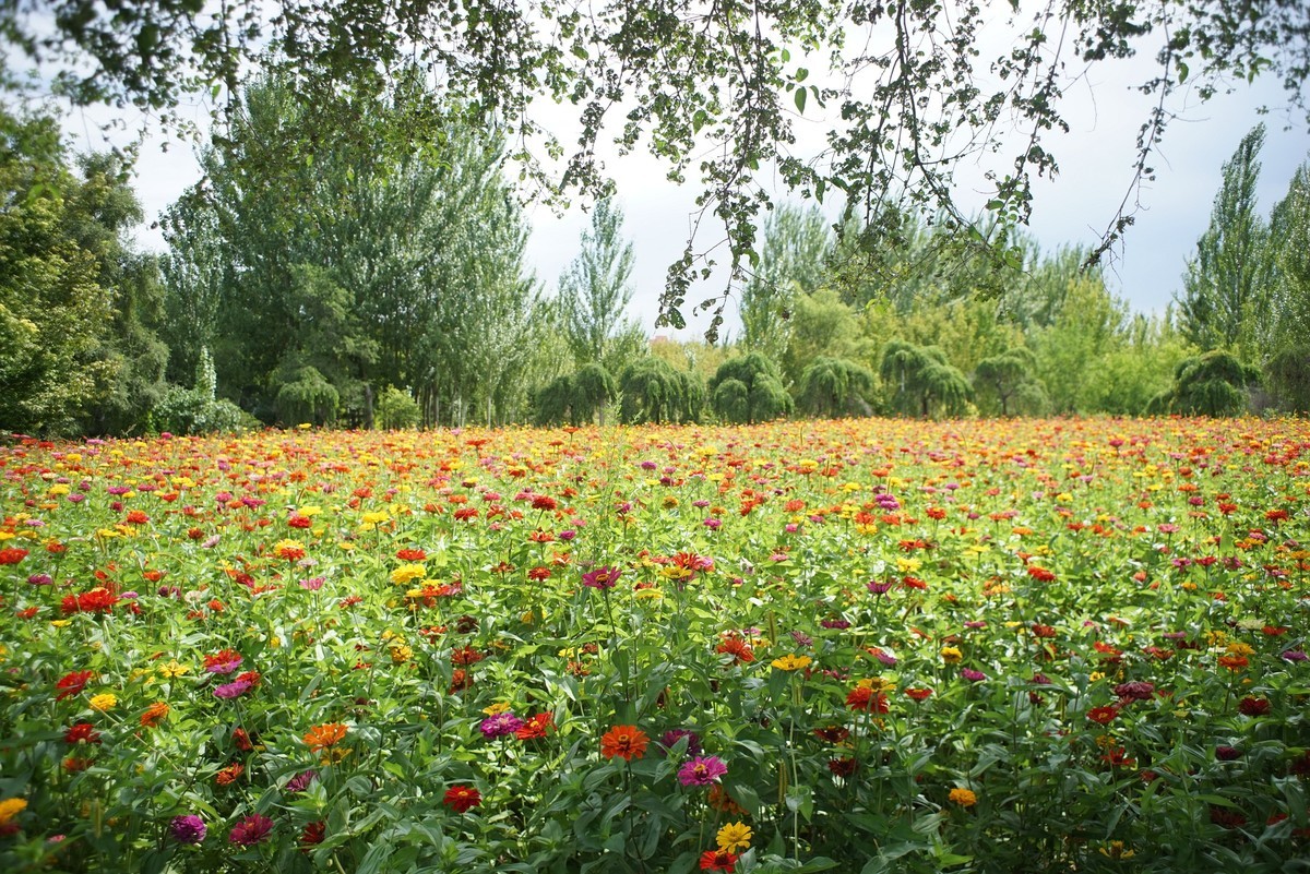 花开在秋季（一）