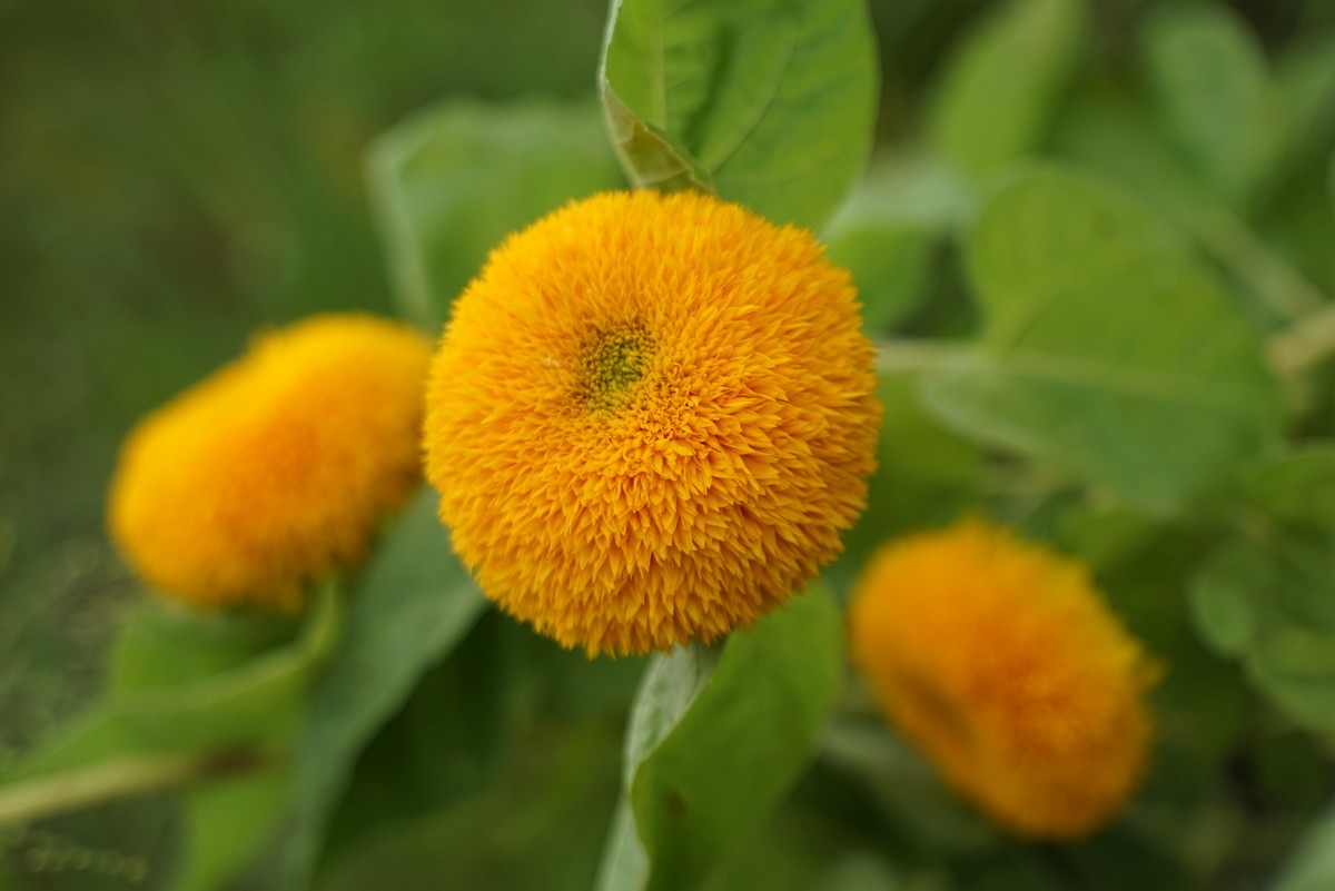 花开在秋季（一）