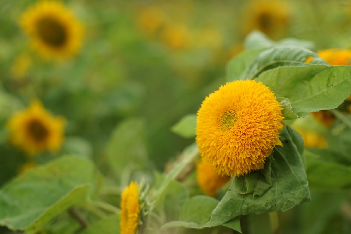 花开在秋季（一）