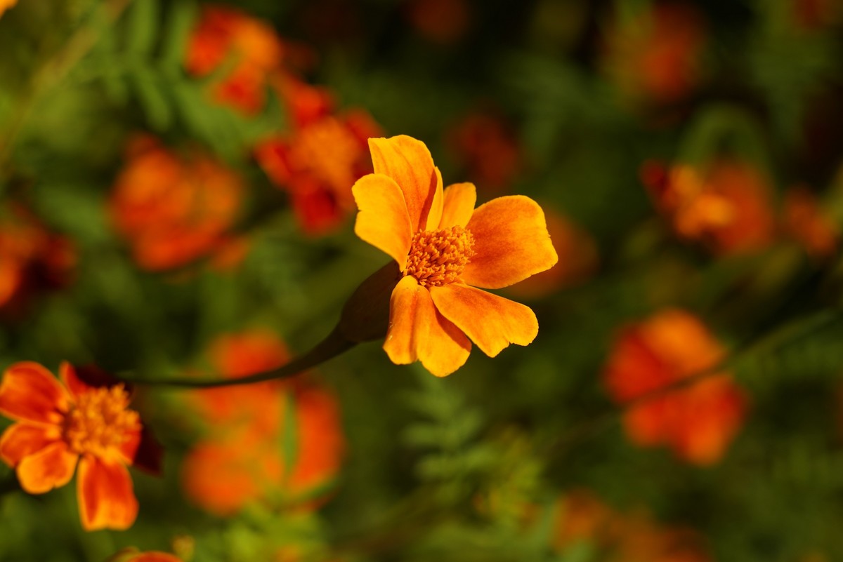 花开在秋季（一）