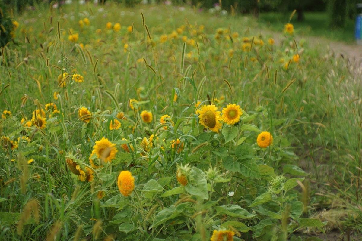 花开在秋季（一）