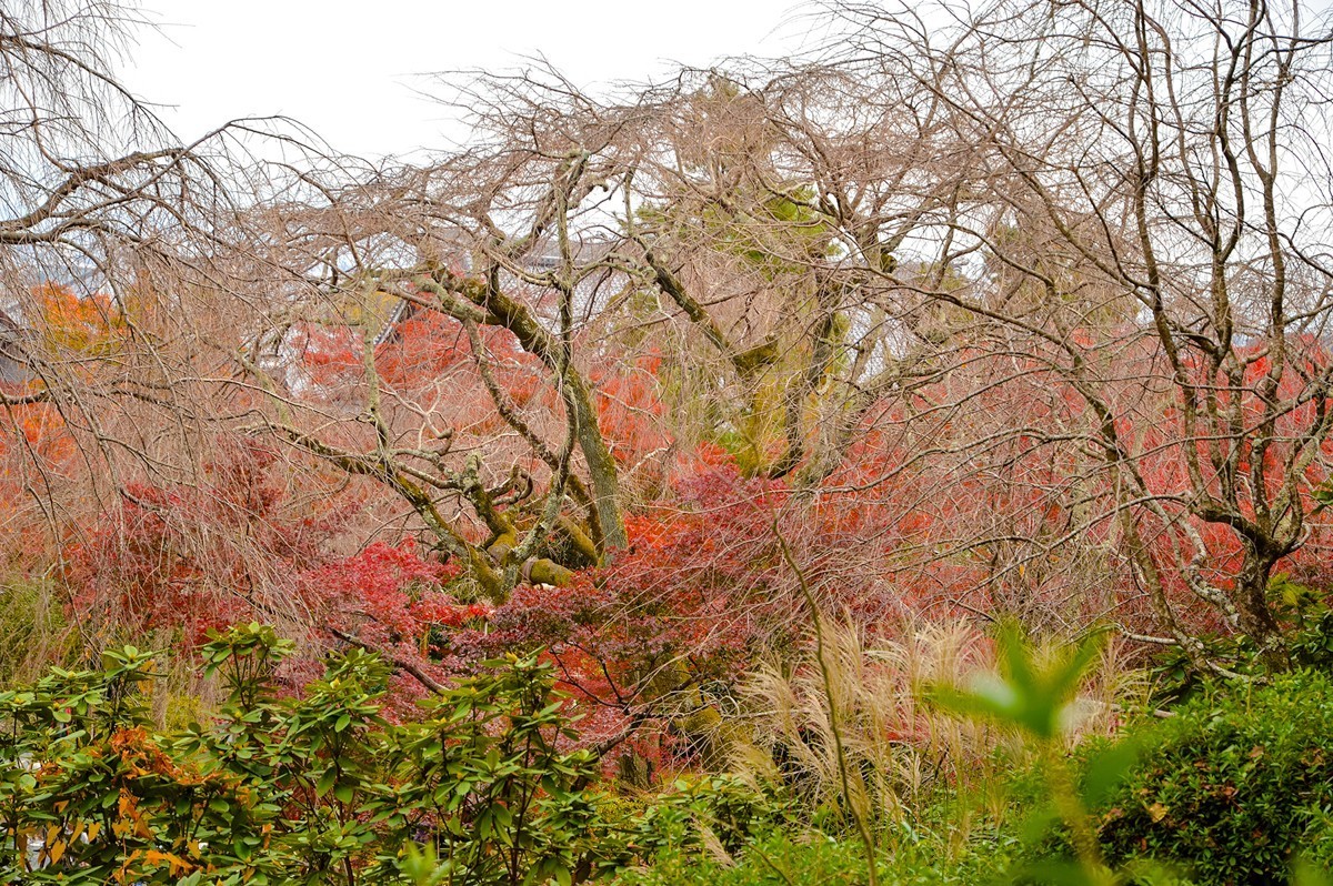 2019年京都天龙寺红叶-3-18
