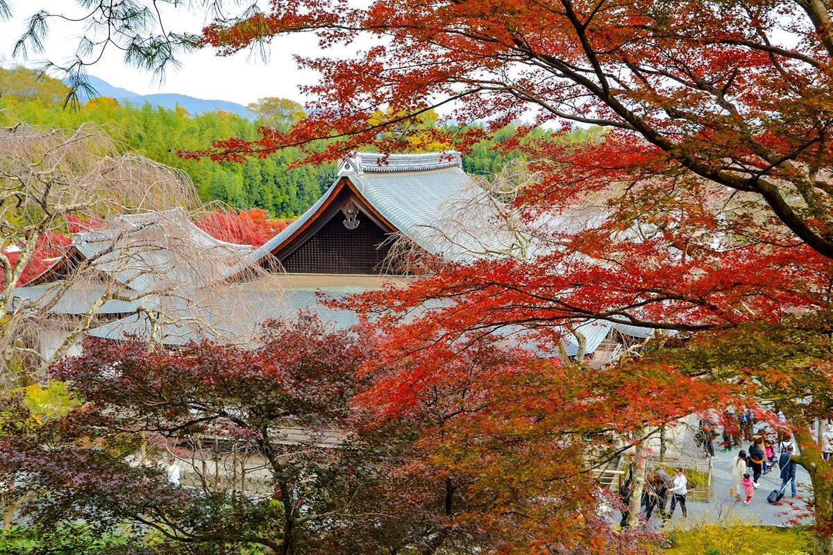 2019天龙寺-旅游攻略-门票-地址-问答-游记点评，京都旅游旅游景点推荐-去哪儿攻略