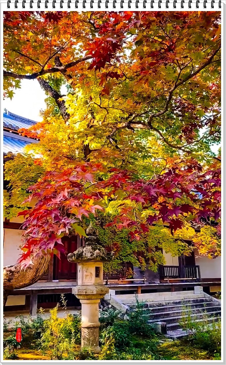 2022年京都岚山云拍-7