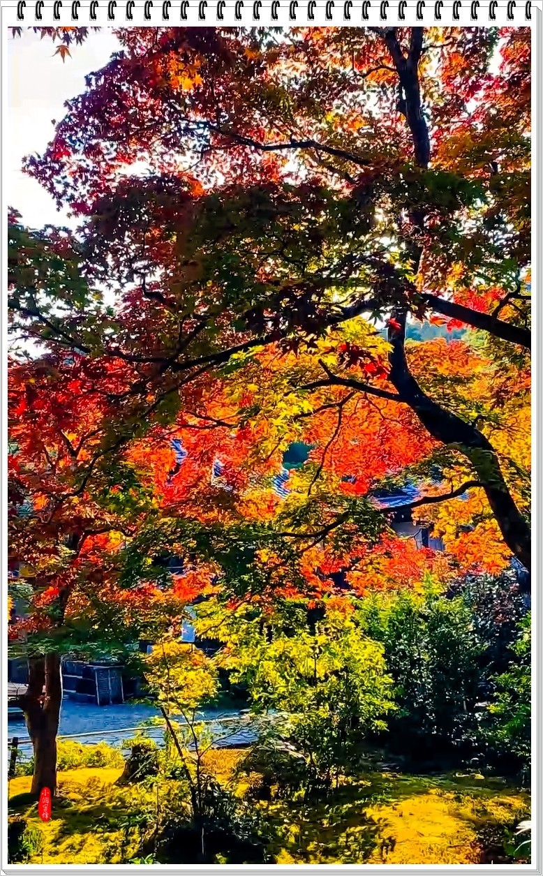 2022年京都岚山云拍-7