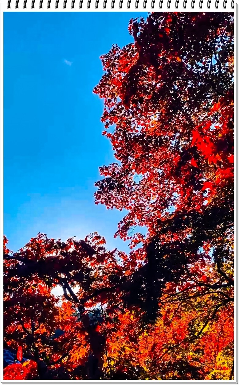 2022年京都岚山云拍-7