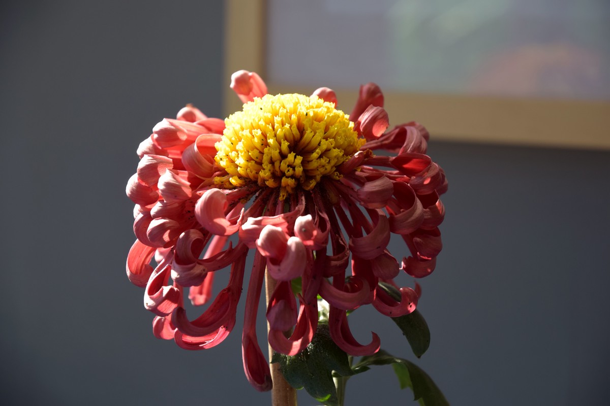 2022年水上公园拍菊花