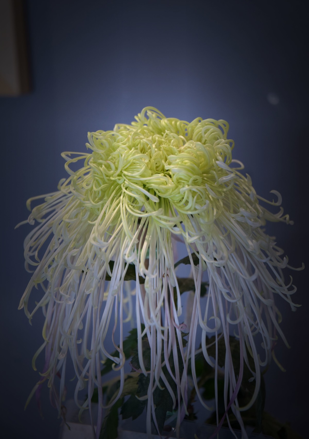 2022年水上公园拍菊花