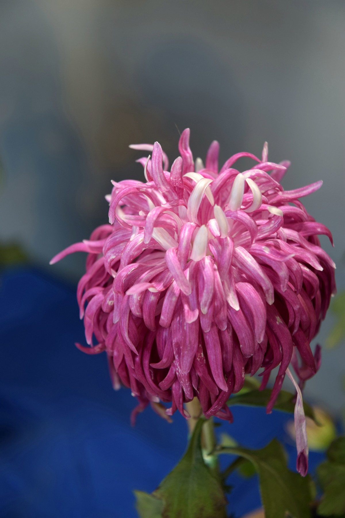 2022年水上公园拍菊花