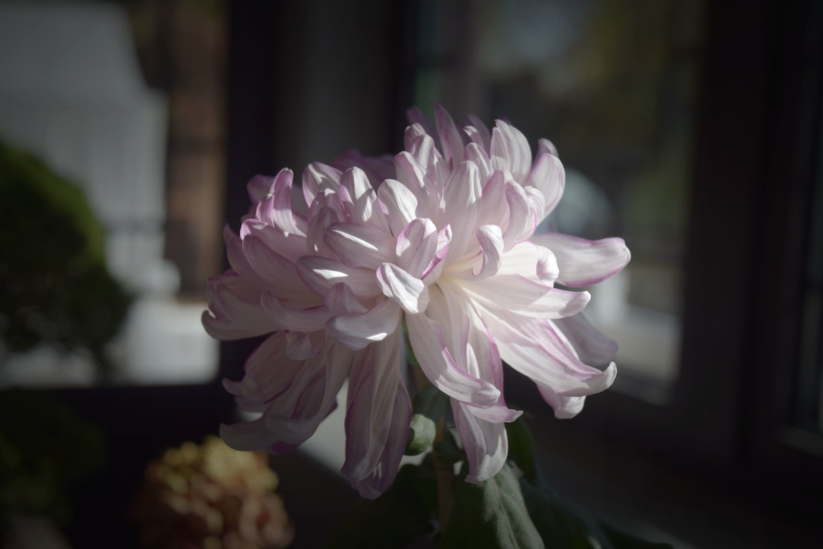 2022年水上公园拍菊花