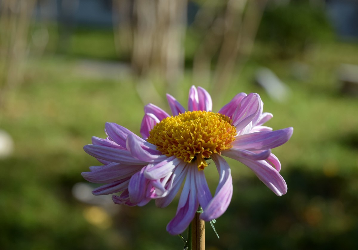 2022年水上公园拍菊花