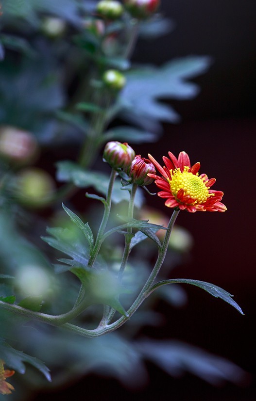 南宁青秀山菊花展随拍