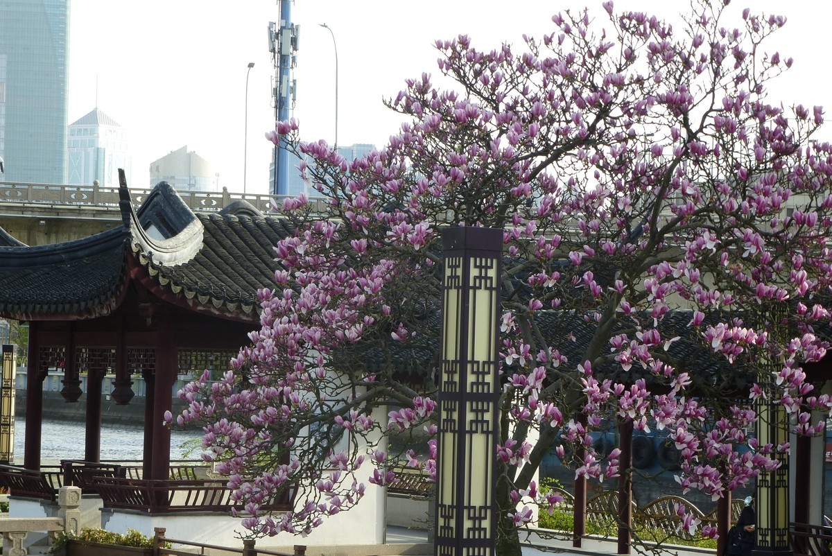 江南行之苏州篇-姑苏古城掠影（6）