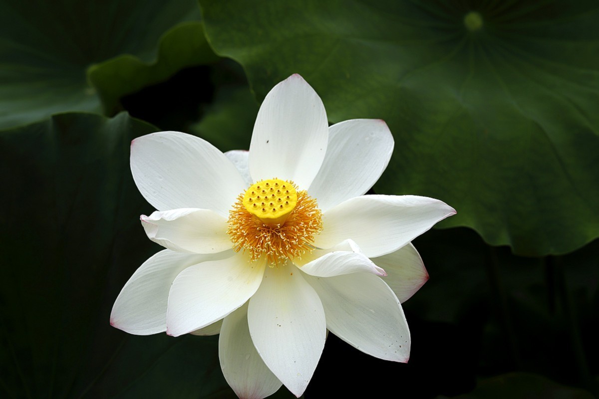 夏荷朵朵白如雪.