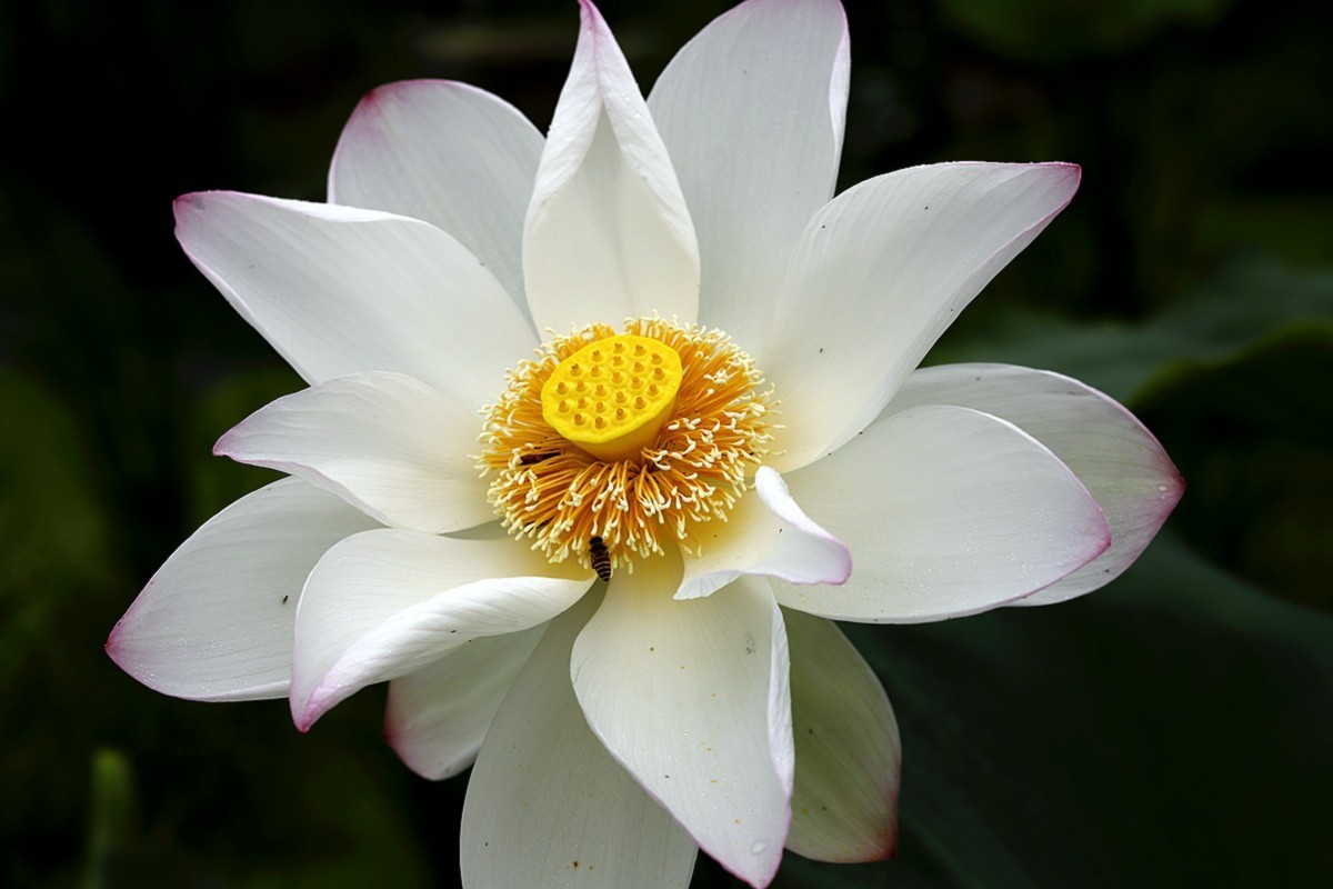 夏荷朵朵白如雪.