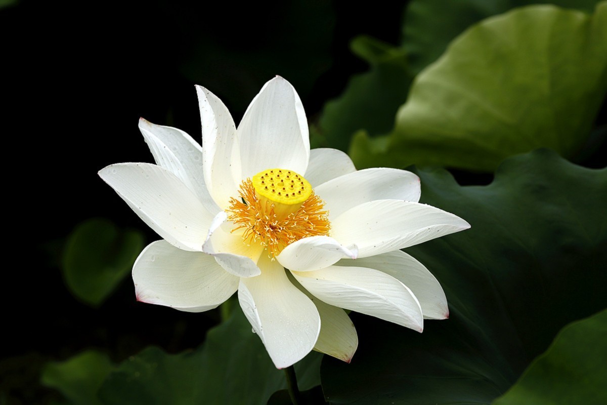 夏荷朵朵白如雪.