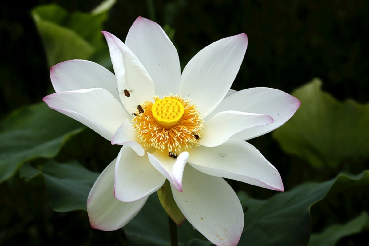 夏荷朵朵白如雪.