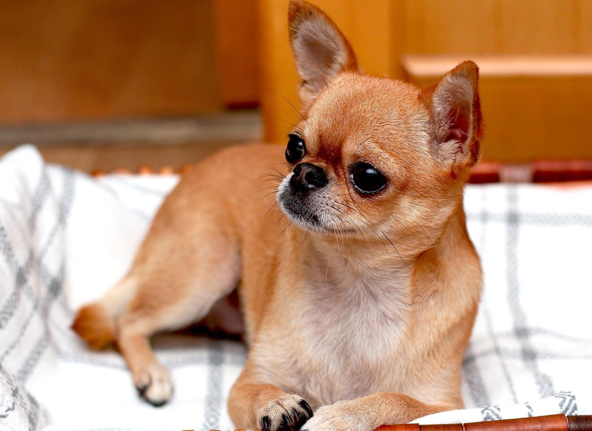 吉娃娃——贝贝