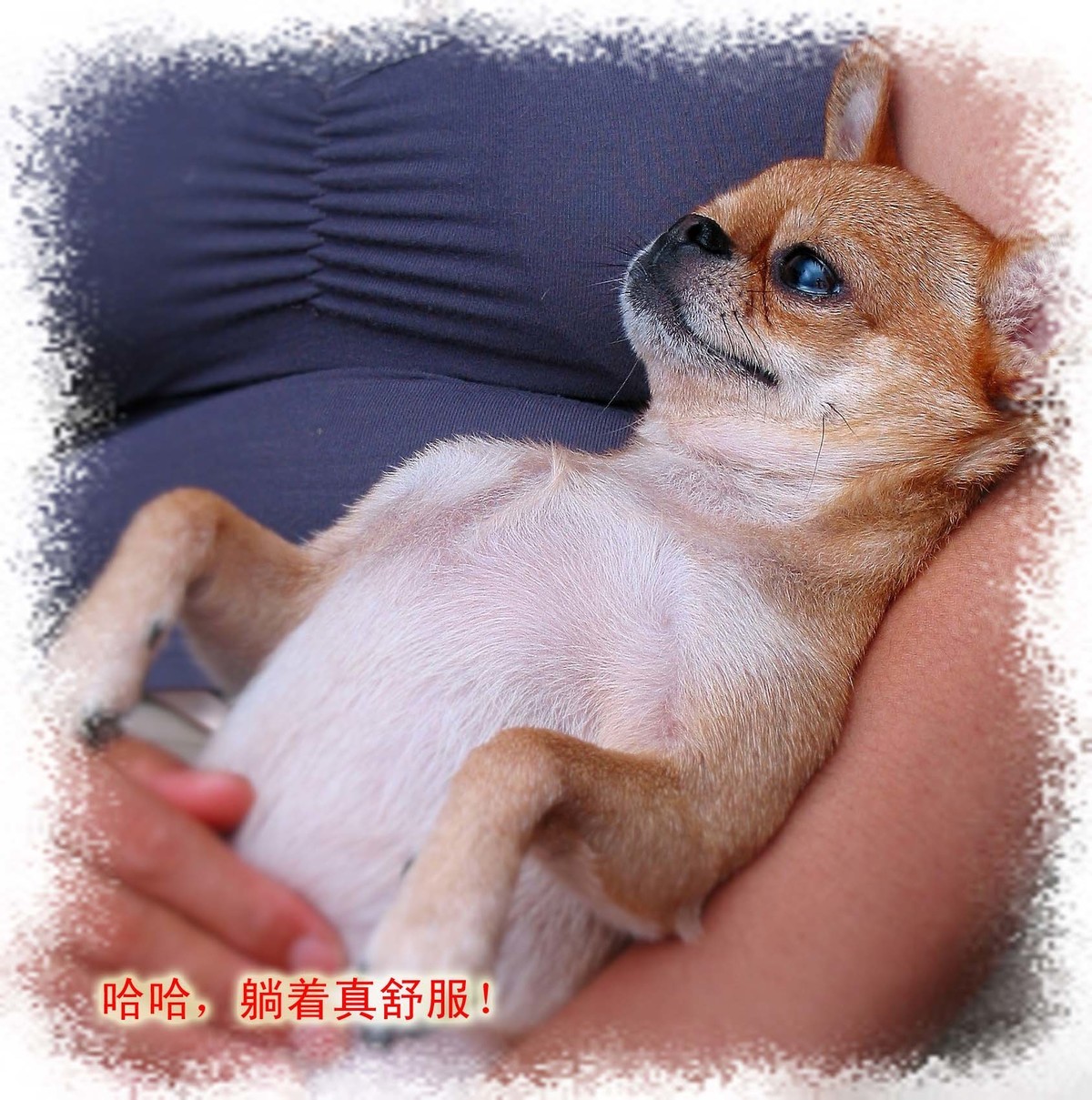 吉娃娃——贝贝