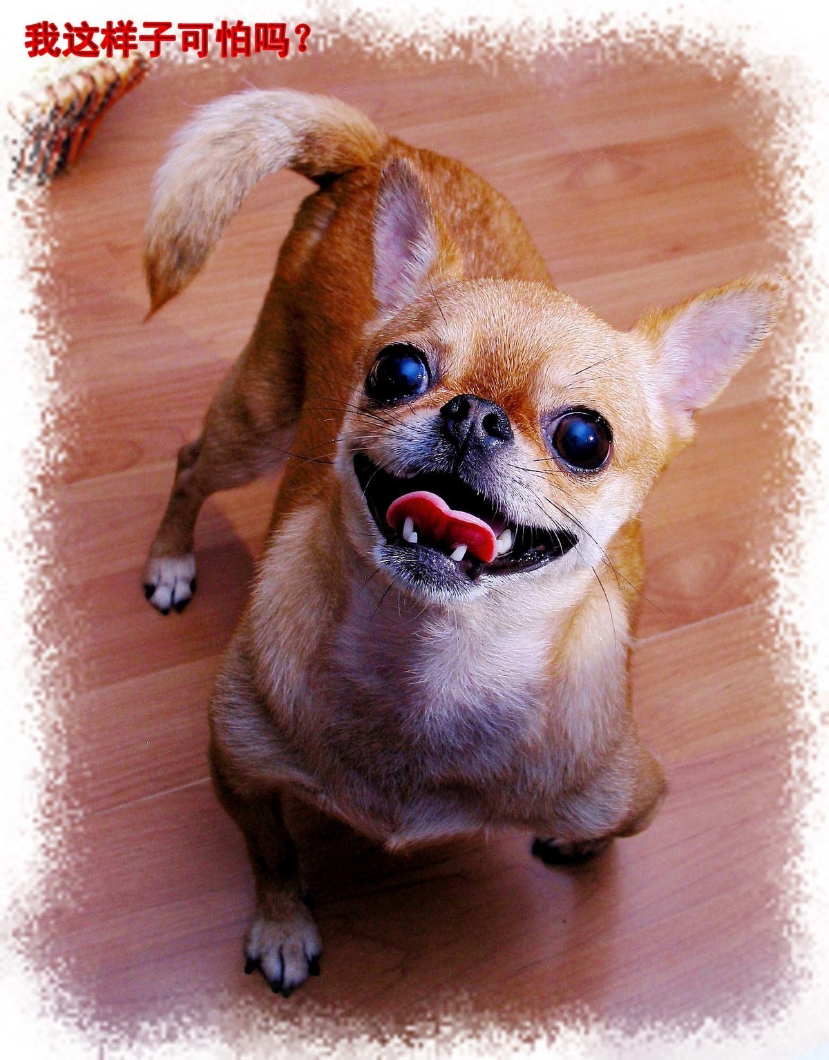 吉娃娃——贝贝