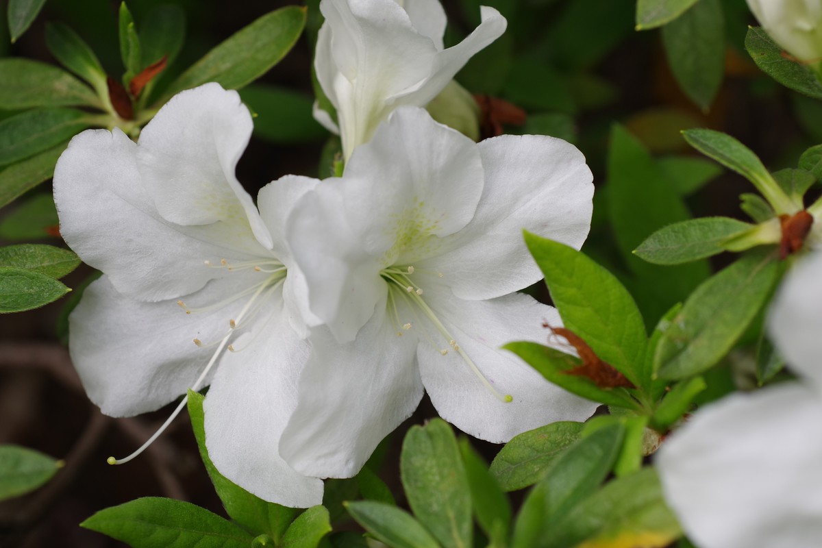 A50 F2.8 标微试镜