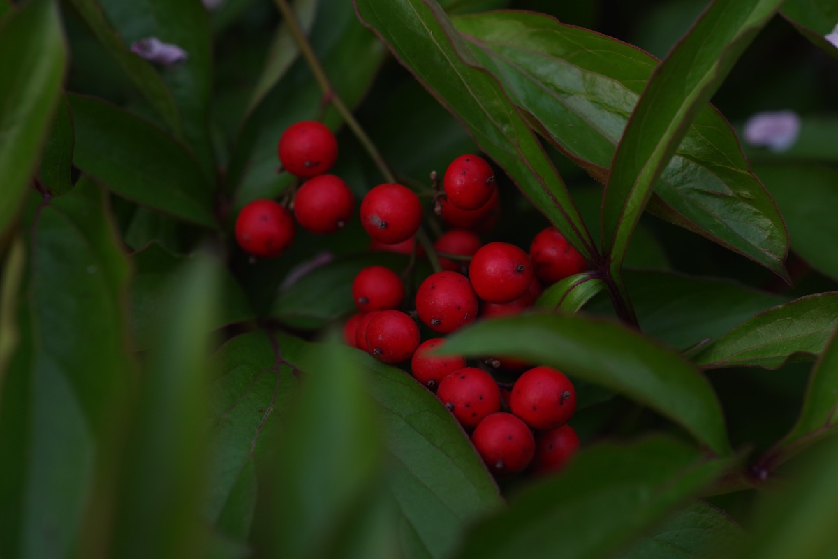 A50 F2.8 标微试镜
