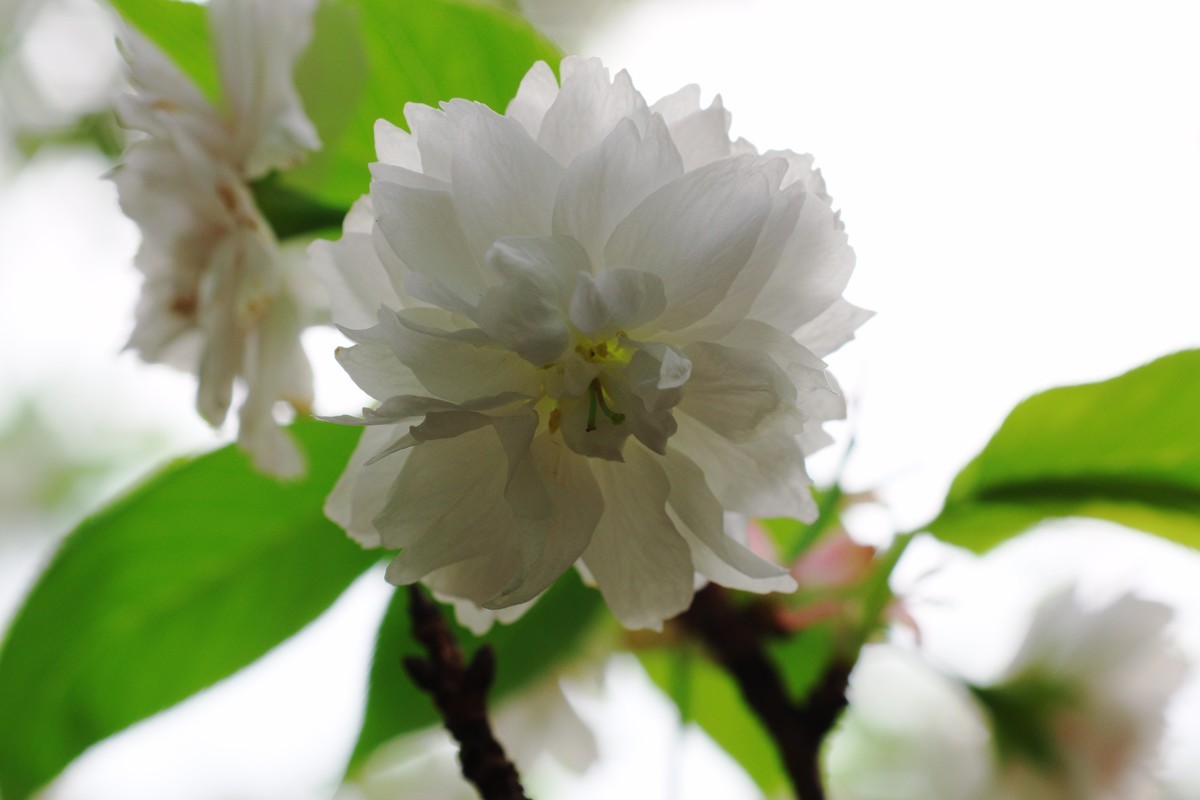 A50 F2.8 标微试镜