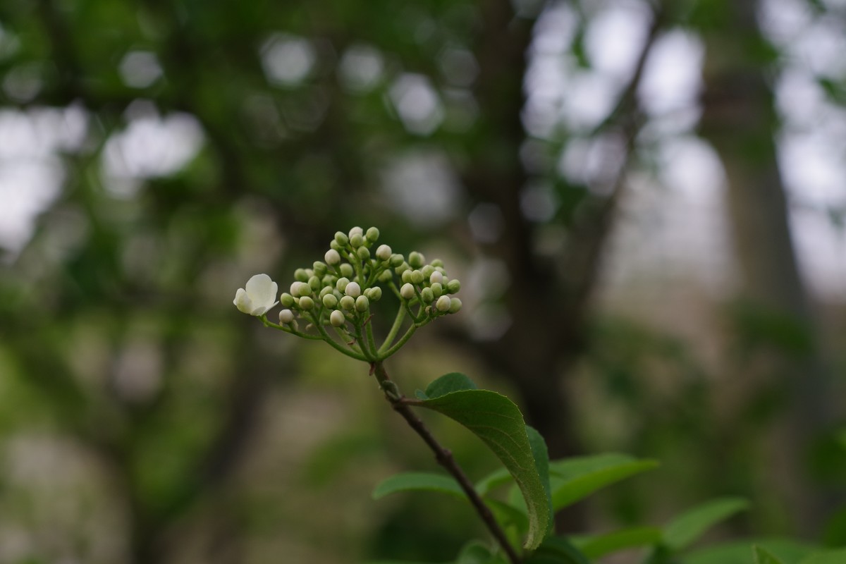 A50 F2.8 标微试镜