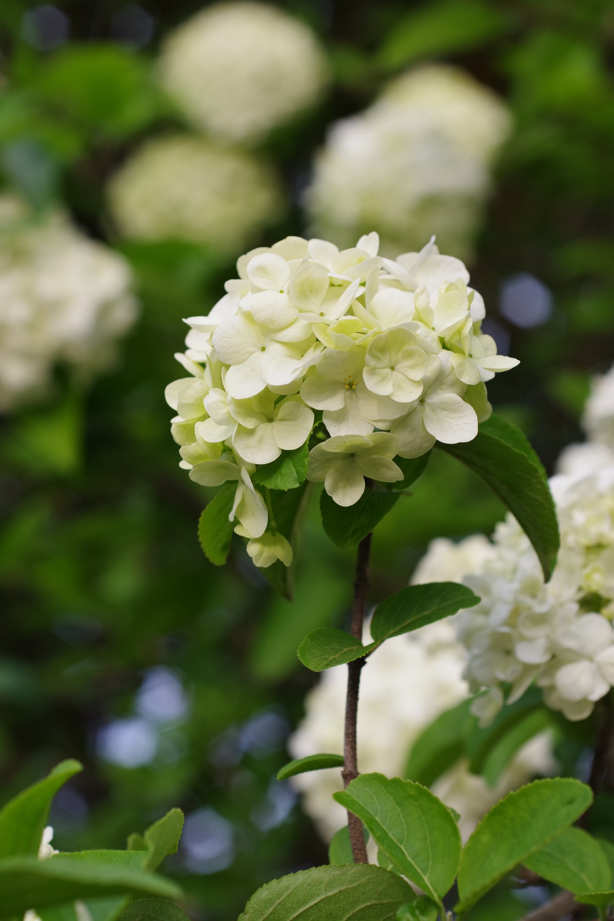 A50 F2.8 标微试镜