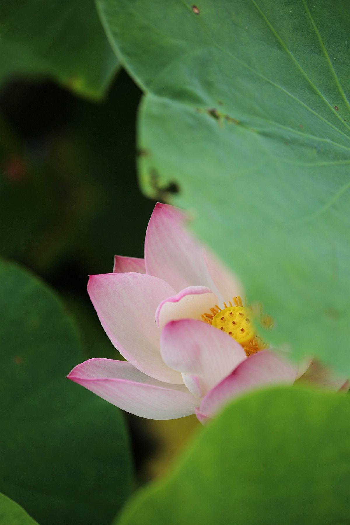 幽幽荷香【二】