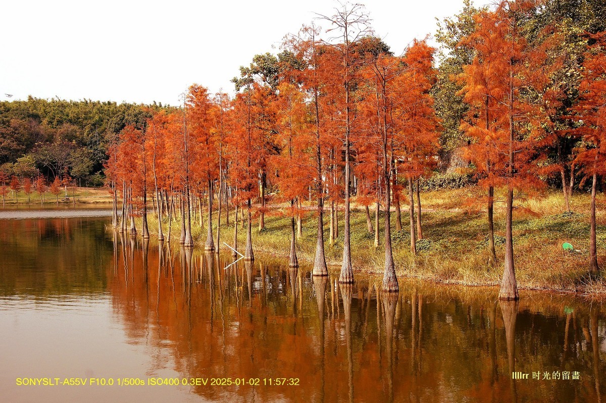 落羽杉冬之色彩