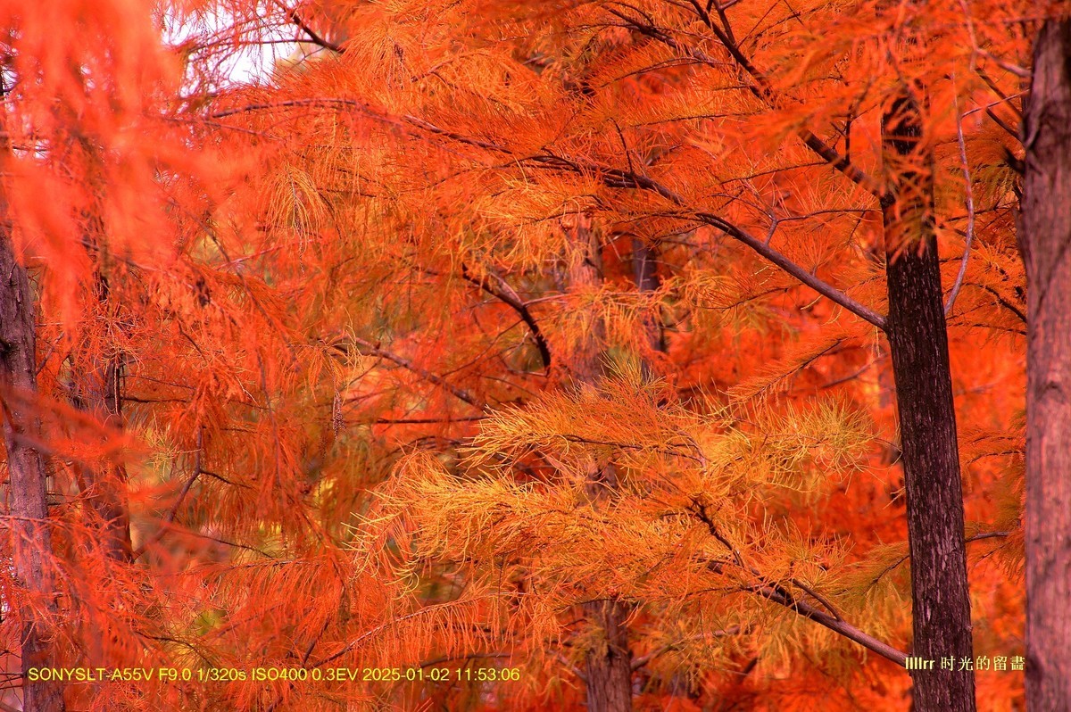 落羽杉冬之色彩