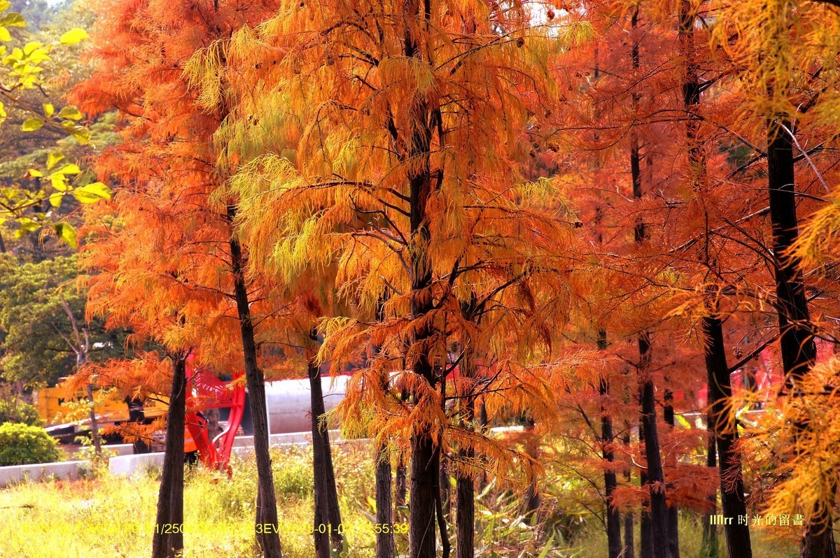 落羽杉冬之色彩