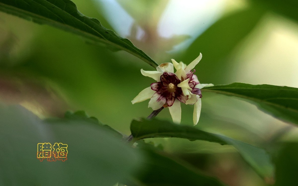 甲辰年大雪季-腊梅花开【2024-193】