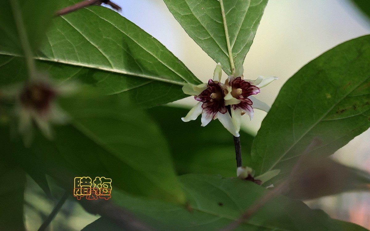甲辰年大雪季-腊梅花开【2024-193】