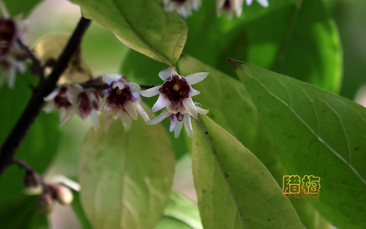 甲辰年大雪季-腊梅花开【2024-193】