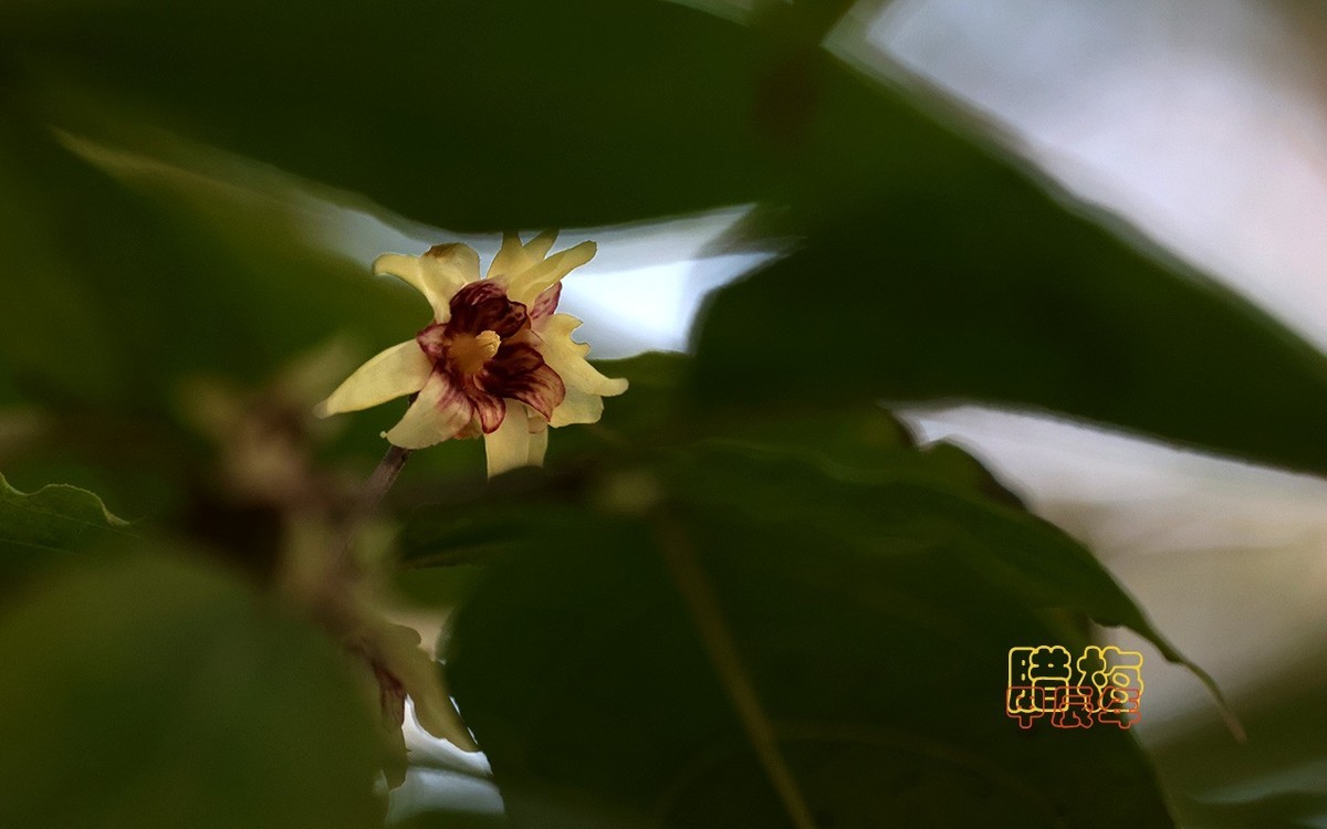 甲辰年大雪季-腊梅花开【2024-193】