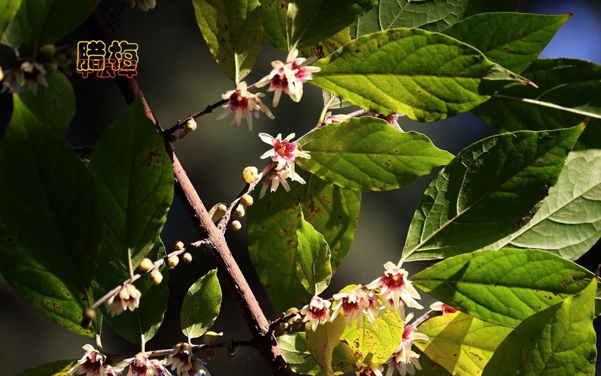 甲辰年大雪季-腊梅花开【2024-193】