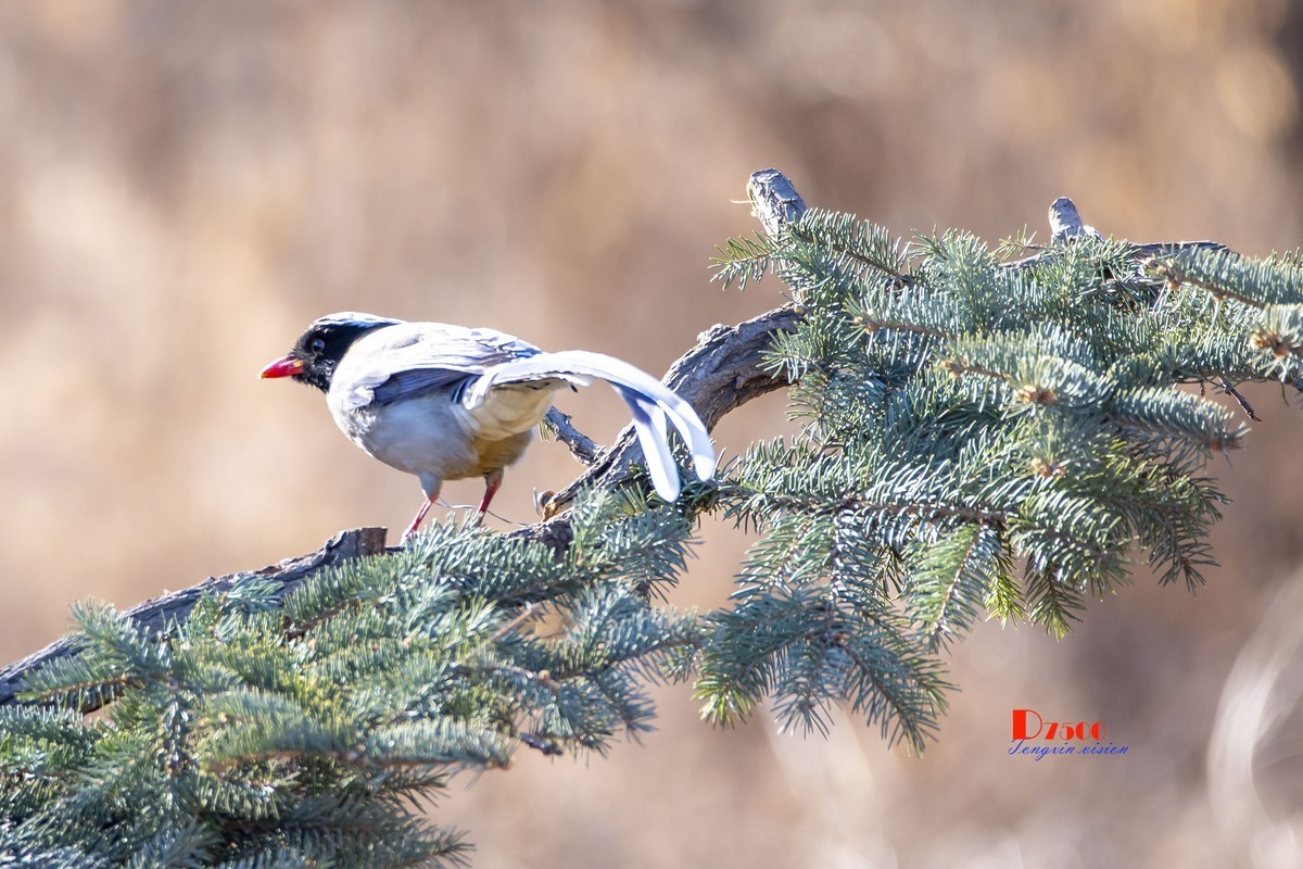 红嘴蓝鹊（2）