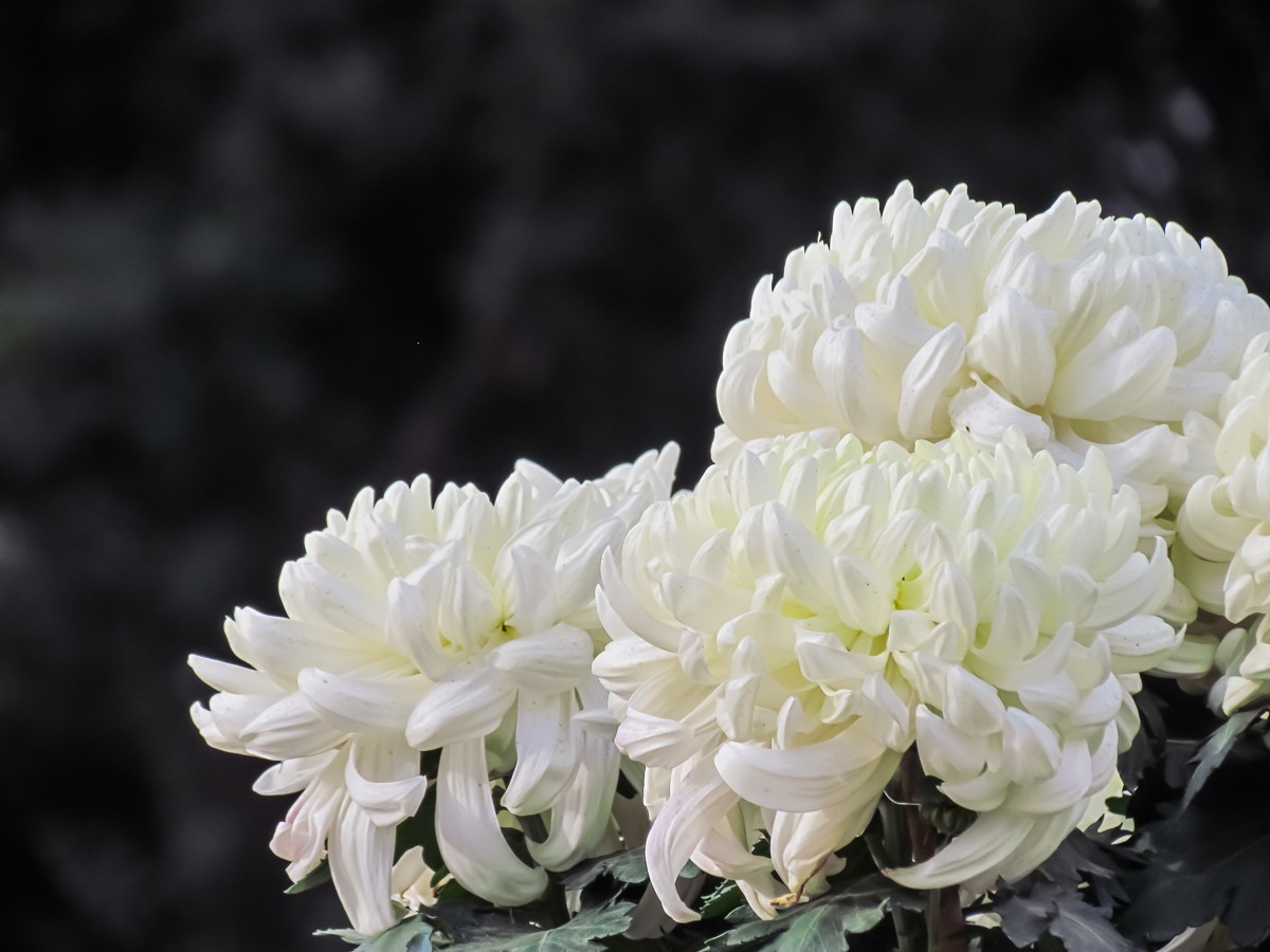 菊花