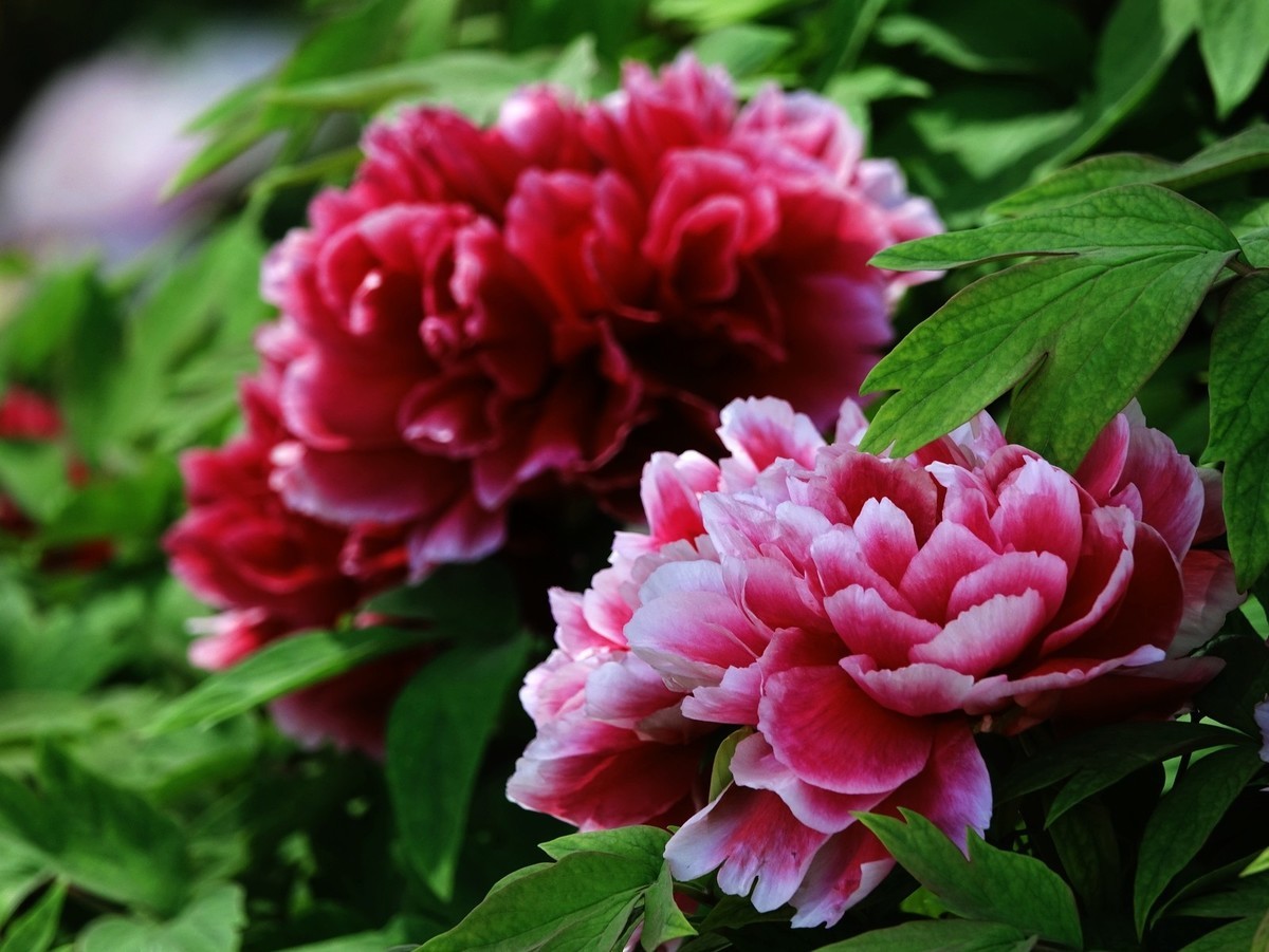 我只是把出去看到的随手记录下来（150）